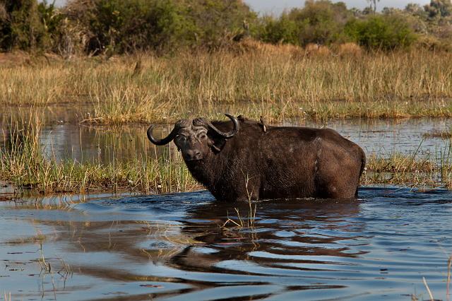 106 Okavango Delta, buffel.jpg
